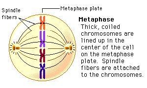 How would genetic variation be affected if, during meiosis I, maternal chromosomes-example-1