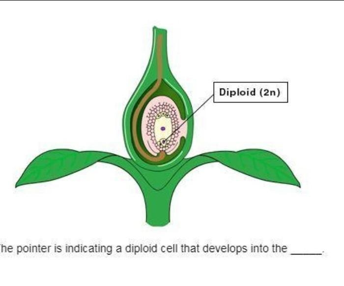 The pointer is indicating a diploid cell that develops into the _____. A structure-example-1