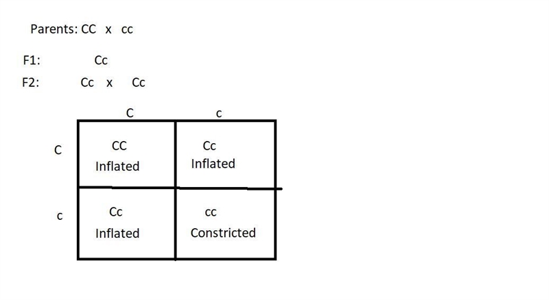 Consider a cross to investigate the pea pod texture trait, involving constricted or-example-1