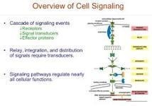 Cell signaling involves converting extracellular signals to specific responses inside-example-1