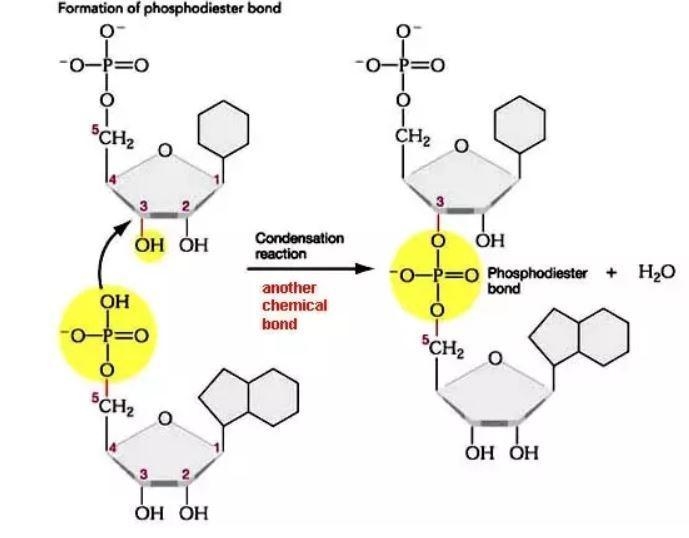 The nucleoside analogue acyclovir, which is used to treat herpes simplex virus (HSV-example-1