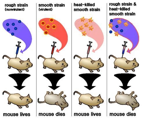 In a series of experiments, Griffith infected mice with nonvirulent R-strain bacteria-example-1