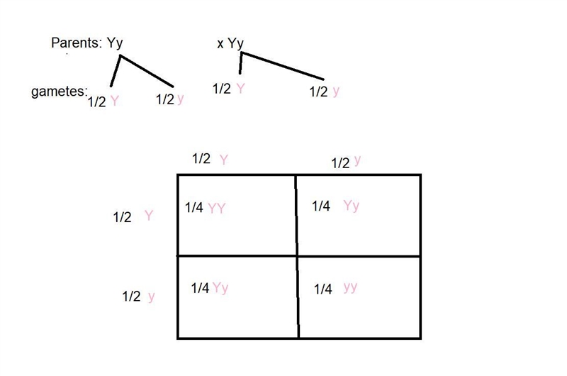 Punnett squares are convenient ways to represent the types and frequencies of gametes-example-1