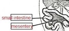 Describe the mesentery that holds the intestines in a frog-example-1