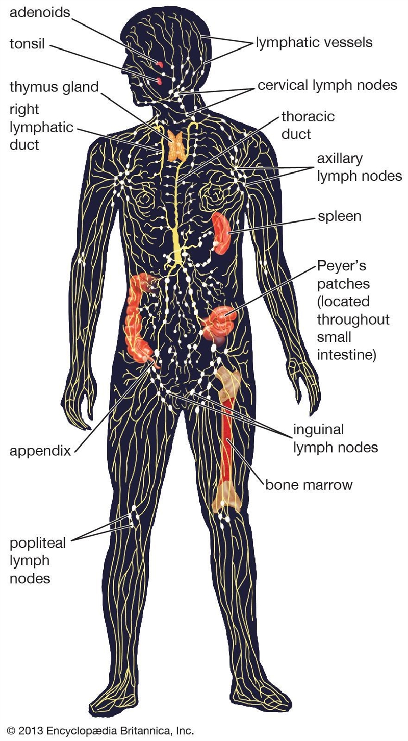 Lymph is_______________. a.returned to the circulatory system at the subclavian vein-example-2