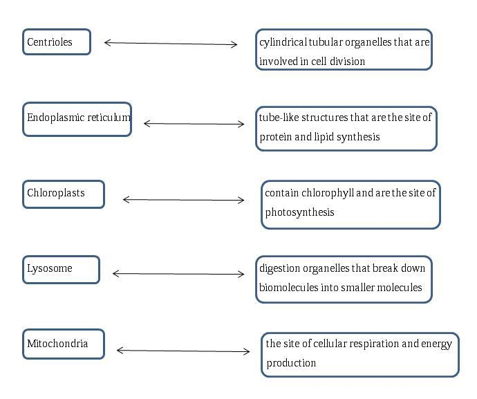 Match each cell organelle with its description-example-1