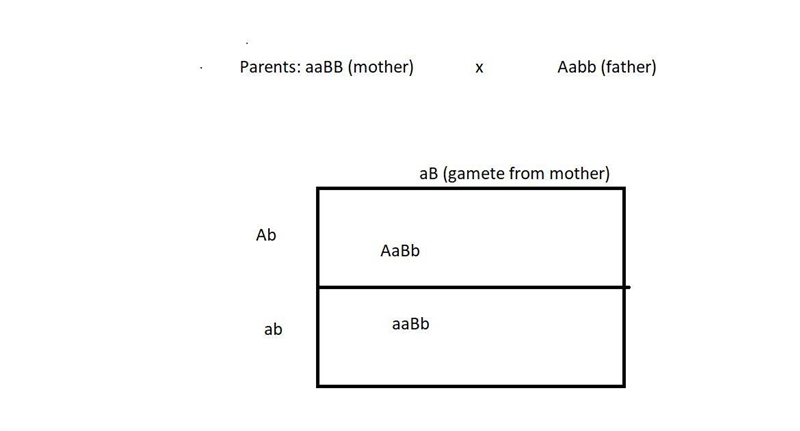 Two genes assort independently. A prospective mother is homozygous recessive for gene-example-1