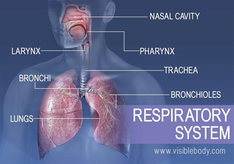 Which of the following represents the correct flow of air into the lung of a mammal-example-1