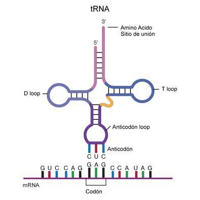 PLEASE HELP The two parts of tRNA molecule that function in protein synthesis are-example-1