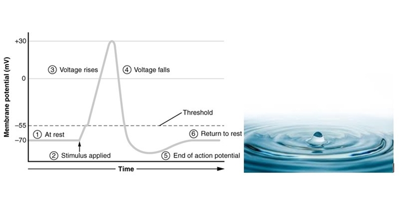 How is transmission of an action potential through a neuron similar to ripples spreading-example-1