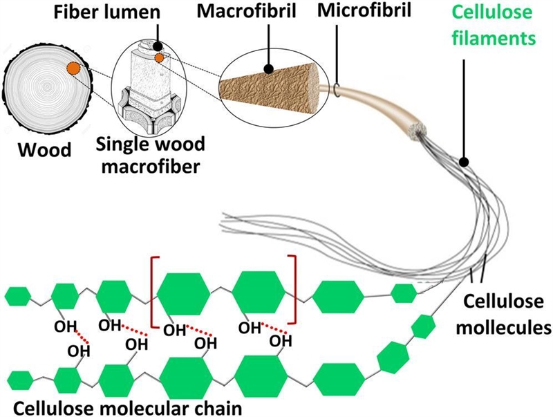 Cellulose is found throughout the cell walls of plant cells. Cellulose makes cell-example-1