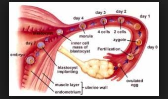 Which of the following best compares the roles of the fallopian tubes and the uterus-example-1