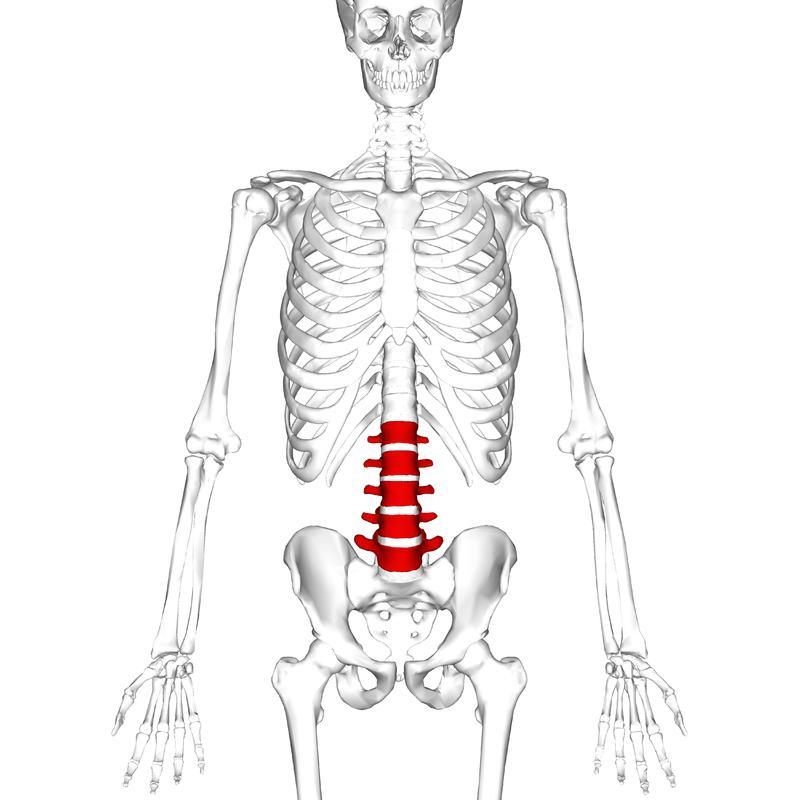 How many lumbar vertebrae are there in a typical adult skeleton?-example-1