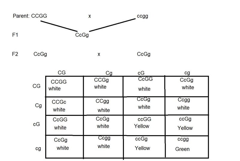 Summer squash plants with the dominant allele C bear white fruit, whereas plants homozygous-example-1