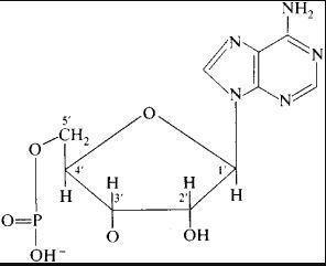 Draw a noncyclic AMP molecule after it has dissolved in water..?-example-1