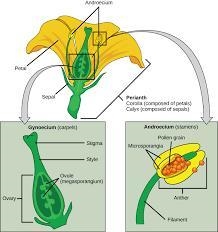 Which one of the following statements is true? Monocot stems have scattered vascular-example-1