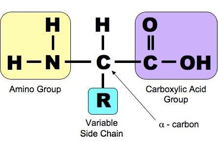 The structures of amino acids differ from each other in that: a. They each have different-example-1