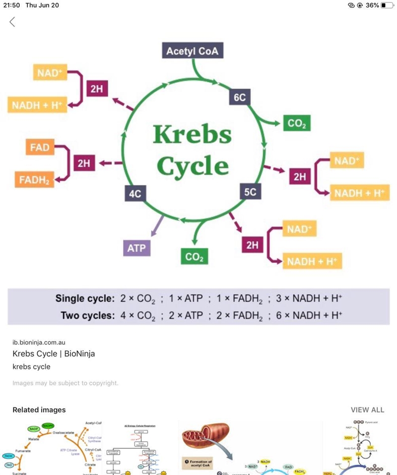 What is produced during the Krebs cycle? CO2, ATP, NADH, and FADH2 Pyruvate, CO2, and-example-1