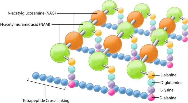 Peptidoglycan is a polymer of millions of N-acetylglucosamine (NAG) and N-acetylmuramic-example-1