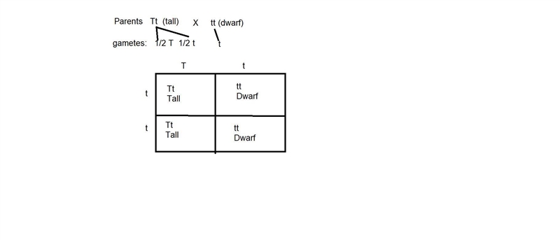 Use a Punnett square to predict the offspring in a cross between a dwarf pea plant-example-1