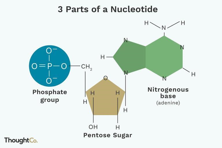 This is a macromolecule that holds cell information in a coded form. Made of sugar-example-1