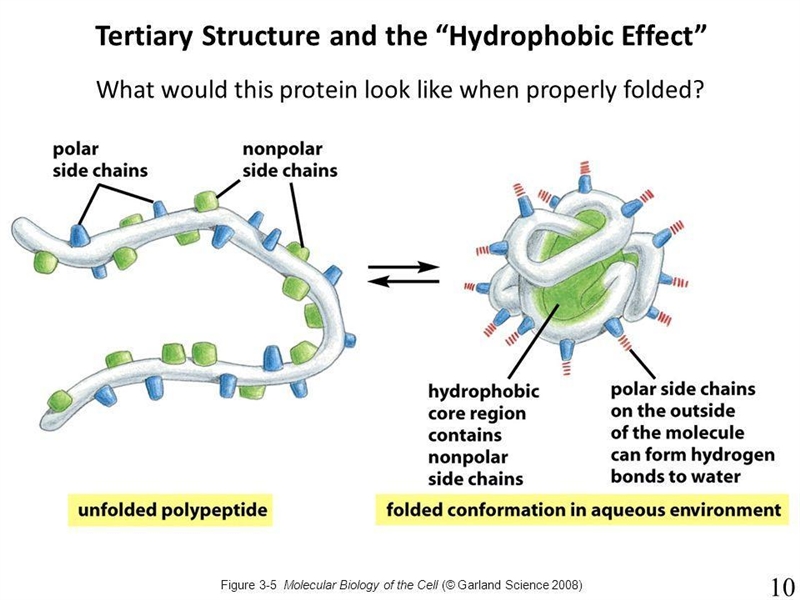 Amino acids with hydrophobic r groups are most often found buried in the interior-example-1