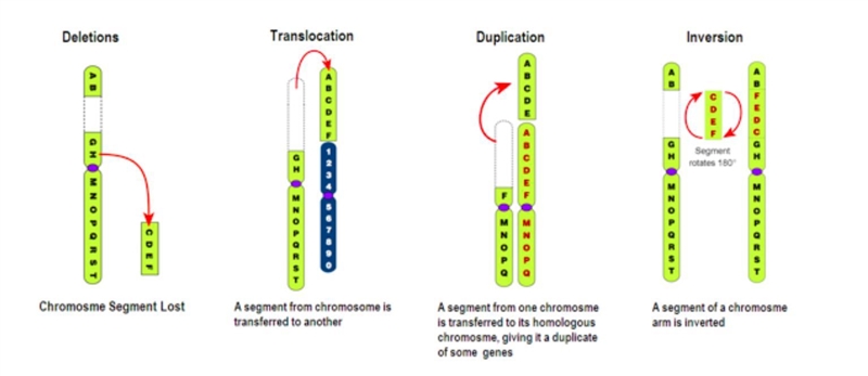 Write the name of the chromosomal mutation underneath each chromosome in the left-example-1