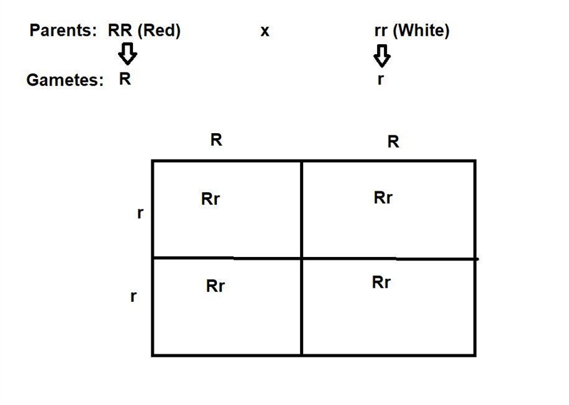 Four-o’ clock flowers may be red, pink or white. In the crossing of true-breeding-example-1