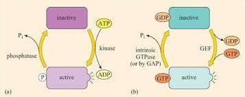 Which of the following statements about molecular switches is false? (a) Phosphatases-example-2