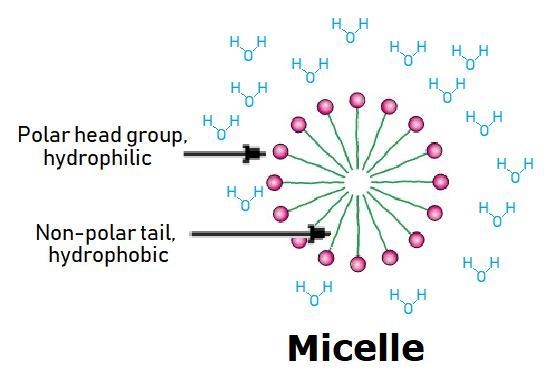 Phospholipids tend to group together so that their polar parts face the surrounding-example-1