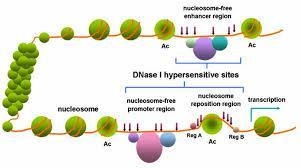 Molecular biologists can determine experimentally whether a region of DNA contains-example-1