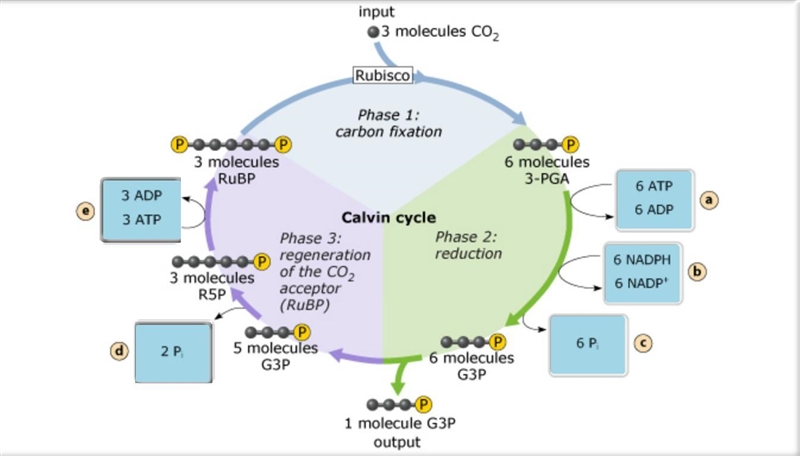 The Calvin cycle depends on inputs of chemical energy (ATP) and reductant (NADPH) from-example-1