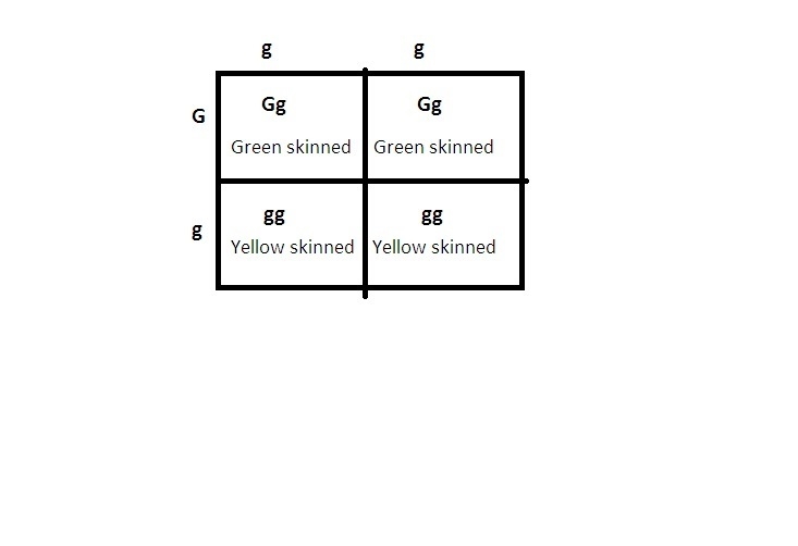 Cross a heterozygous green skinned zork with a yellow skinned zork. a. what do the-example-1