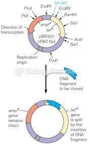 The questions below will help determine which restriction enzyme should be used to-example-1