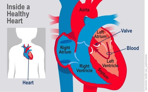 The lower chambers of the heart are called the _[blank]_. atria myocardium septum-example-1