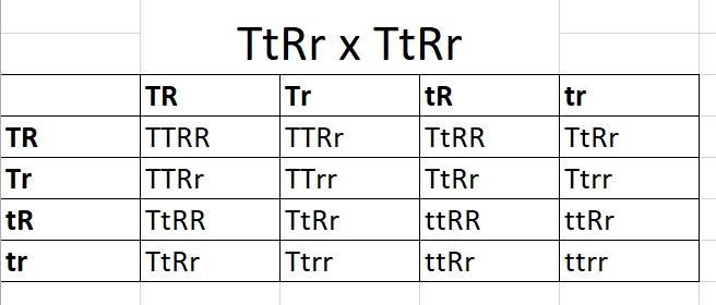 Tallness (T) in snapdragons is dominant to dwarfness (t), and red (R) flower color-example-1