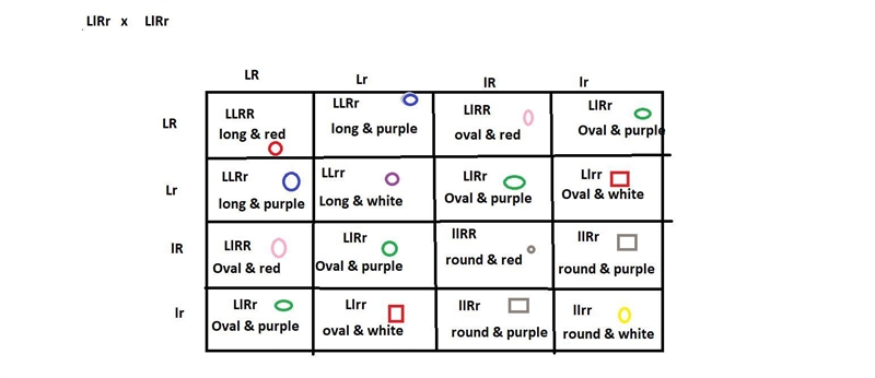 In the radish plant, the long and round traits exhibit lack of dominance and the heterozygotes-example-1