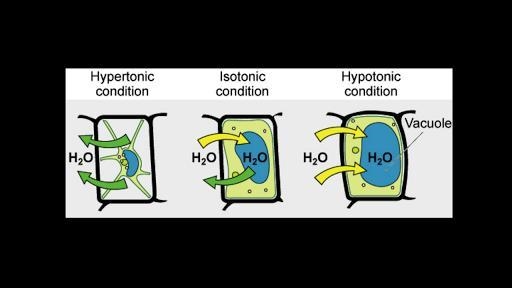 Describe what will happen to the water and  sugar molecules when a cell is in an environment-example-1