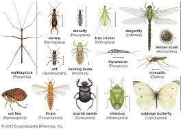 Insects are the most diverse group of organisms, in terms of numbers of species, dominating-example-1