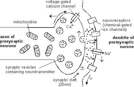 An axon terminal communicates with a neighboring neuron through a junction called-example-1