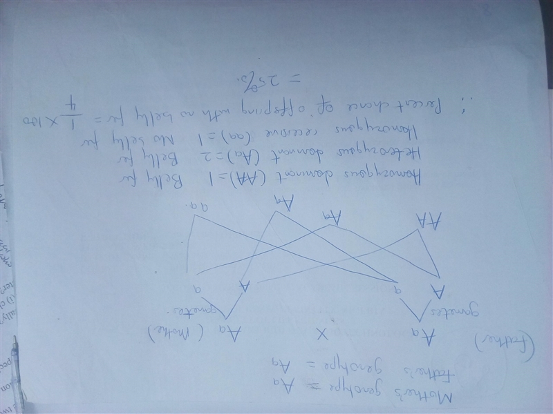 In sheep, the allele for belly fur (A) is dominant to the allele for no belly fur-example-1