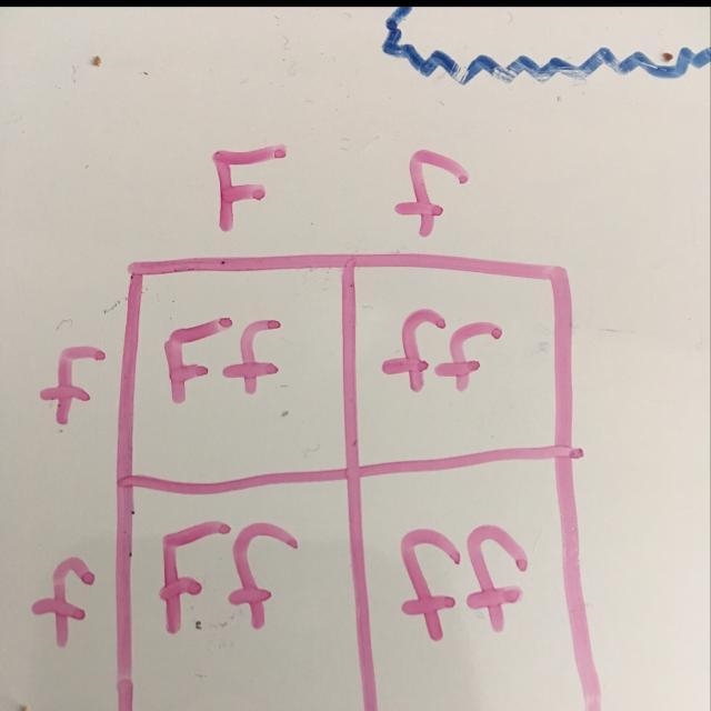 Draw a punnett square in your laboratory journal that illustrates the likelihood that-example-1