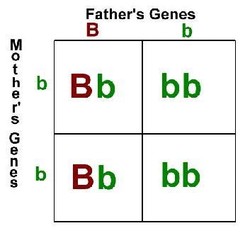 What do the sides of a punnett square represent?-example-1