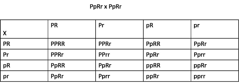 In a cross of two F1-hybrid plants with purple flowers and round seeds (PpRr), what-example-1