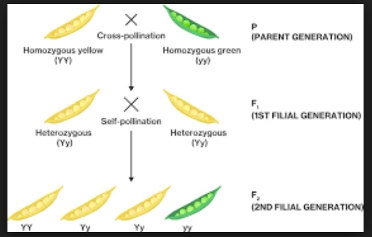 Mendel used pea plants true breeding for yellow peas or green peas in an experiment-example-1