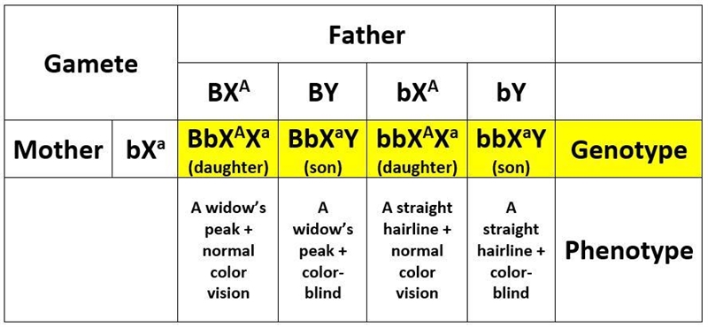 Red-green color blindness is due to an X-linked recessive allele in humans. A widow-example-1