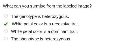 There are two different alleles for flower color, P and p. The image shows a white-example-1