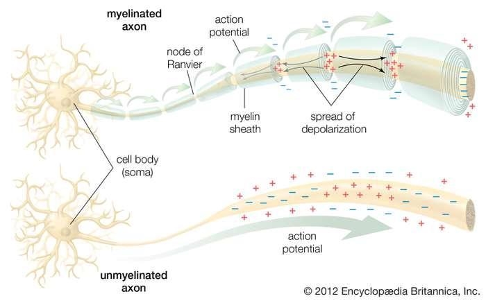 In myelinated axons the voltage-regulated sodium channels are concentrated at the-example-1