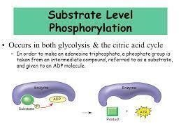 The ATP made during fermentation is generated by which of the following?A) the electron-example-1