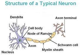 You are looking at a neuron under a microscope. You find many structures coming off-example-1